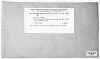 Puccinia drabae image